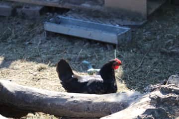 I have Some chickens who helpster composting our garden