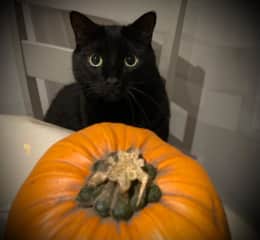 Spooky witch cat