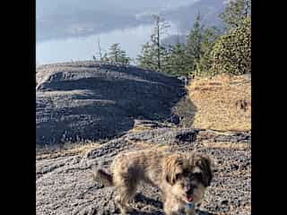 He is good off leash and likes other dogs. He is good for hikes up to 2 hrs.