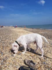 Blending in well with the back ground Spotty boy