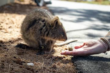 Trying to interact with one of the cute quokkas on Rottnest island in Western Australia.