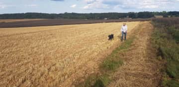 Donna walking Freddie through the barley fields near Favershsm