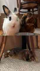 Two rabbits I was taking care of every day for two weeks. Feeding them and cleaning their space