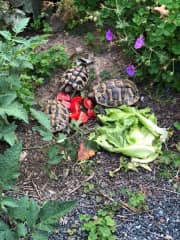 Our turtles live in their own pen outside in summer, in winter they sleep in our fridge.