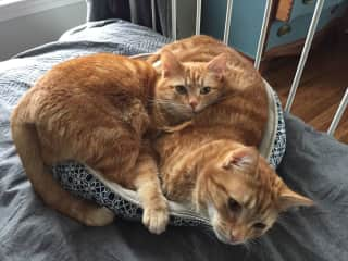 What do you mean, this bed is designed for one cat?