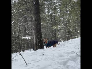 Yes, we take Swirly on hikes during the winter months too!