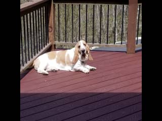 Humphrey sunning on the front deck.