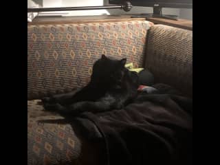 She has cancer and has gone blind. Eats well and uses the litter box, but doesn’t want to be petted any more…