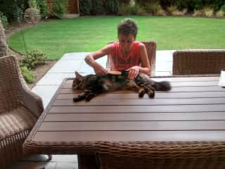 Smarty the Maine Coon loves brushing