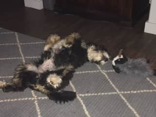 Sleeping on her back next to one of her favorite toys.