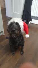 Photo taken by her Dad at Xmas and sent to us as we were away and missing her.