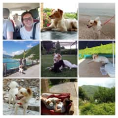 House sit in Italy, June 2018. Hikes and pool days with Peanut.