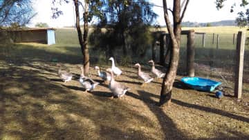 Geese