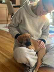 The youngest pup we've dogsat during our adventures- a 10 week old puppy! So much fun!