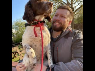 Having a pint with a happy Springer.