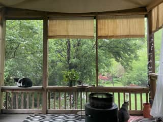 Our back porch. A lot of birds activity and a beautiful view of back yard.