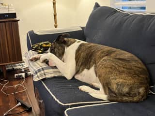 Couch is his fave place!