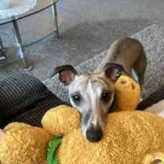 Please play with me..