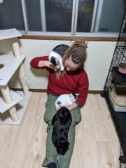 Volunteering at a cat shelter in Kyoto, Japan