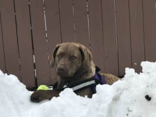 Homer (Chesapeake Bay Retriever)