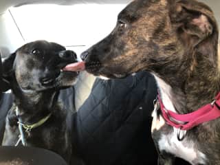 Hazel was our first pet sitting and she loved Lua