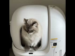 Vasy has a self-cleaning cat toilet, so there will be no need to clean the toilet, yey!