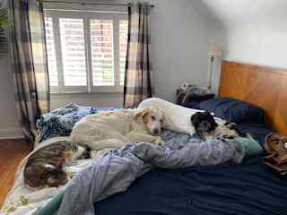 They all love napping together.