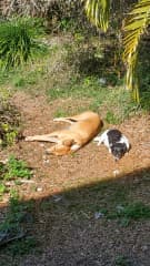Max catching some rays with Angel. Angel and his mum  are staying with us for a while.