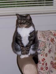 Regal kitty.