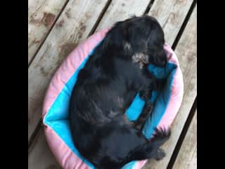 Loves a good nap