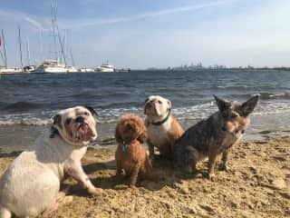 Bernie and his friends at the beach