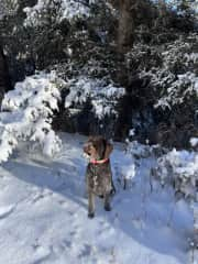 This is Cricket, who I looked after for a friend this past Christmas. We had a great day cross-country skiing Christmas Eve.