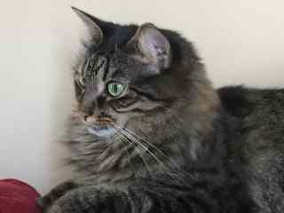Has her favorite places to nap and cuddle…including your lap!