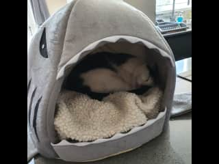 Tink being eaten by the shark bed