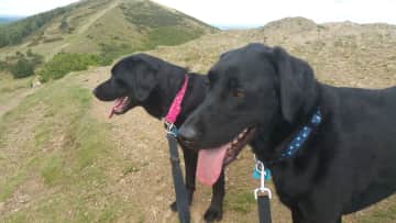 Dogwalking on the Malvern Hills