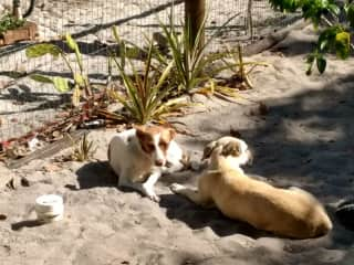 Shala with Tigger in yard