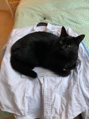 Tarka loves company and will always find something to lie on - but it might not be your lap!