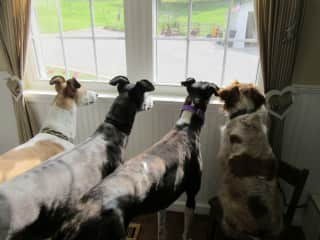 From left to right, Angus, Toby, Blaze and Benny - 3 greyhounds and Brittany spaniel.