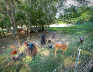 Lots of chickens at different ages.  Couple of roosters, as of now.  LOL!  Ducks that you can hand feed while floating on the pond!