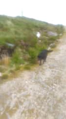 Dora a 14 year old lab cross loves her walks and cuddles . She loves to sniff on a walk. Sometimes she takes a panadol in a sausage. She is an easy dog to mind.