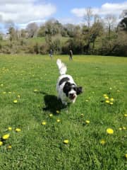 Spring walk with Bonnie the Cockerpoo.