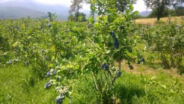 Our crops in the summertime (blueberries)