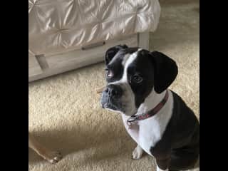 Bella is young high energy, Loving and very smart Boxer. She is great off leash on the beach and loves to run and play catch.