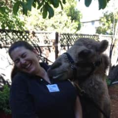 I volunteered at an event for Snow Leopard Conservancy. Keessa, a young female camel, liked how I smelled.