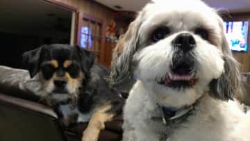 Mr. Miyagi (black and tan)  and Benji  (white and brown)