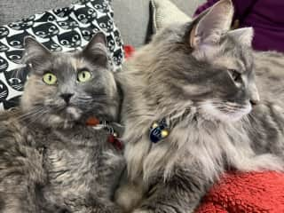 Cozy cats hanging out in the basement watching TV