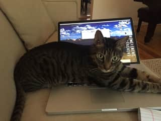 I will snuggle beside you and maybe on your laptop if you leave it open for me!