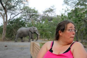 Caveat 2: I do not sit elephants. Okay that’s not true. I would. 
(Wild camping in Botswana had us always alert for 3 bull elephants regularly coming through our campsite, 2015. If National Lampoon made an African safari vacation…)