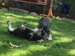 They play lots