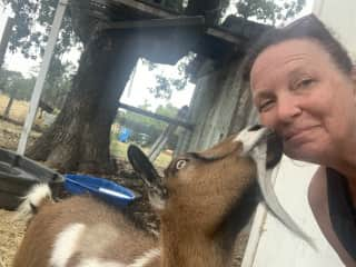 Even Nigerian Dwarf goats like to get in a kiss or two! The best thing about Napa Valley isn’t always the wine. So much fun on this vineyard farm with a pup, kitten, chickens, a cranky duck named Daisy, and two Nigerian Dwarf goats.